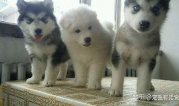 阿拉斯加雪橇爆料视频