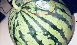 哈尔滨网红吃瓜,揭秘冰城美食圈的热辣故事