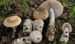 吃瓜爆料黑料蘑菇视频下载,蘑菇视频下载背后的黑料风云