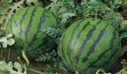 泰国西瓜最新爆料新闻,揭秘神秘事件背后的真相