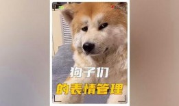 娱乐狗子10月爆料