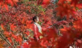 枫叶情在线观看,穿越时空的浪漫邂逅