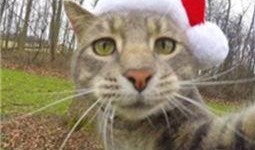 娱乐吃瓜喵a,揭秘娱乐圈那些不为人知的幕后故事