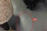 鸡爪新闻爆料,娱乐圈惊人内幕曝光