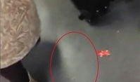 鸡爪新闻爆料,娱乐圈惊人内幕曝光