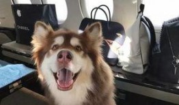 娱乐狗子10月爆料