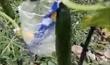 威海吃瓜网红事件视频曝光,视频曝光引发网友热议