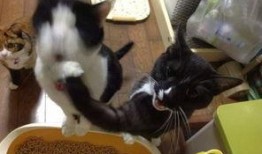 娱乐吃瓜喵a,揭秘娱乐圈那些不为人知的幕后故事