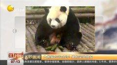 娱乐吃瓜大熊猫视频,一场娱乐吃瓜盛宴
